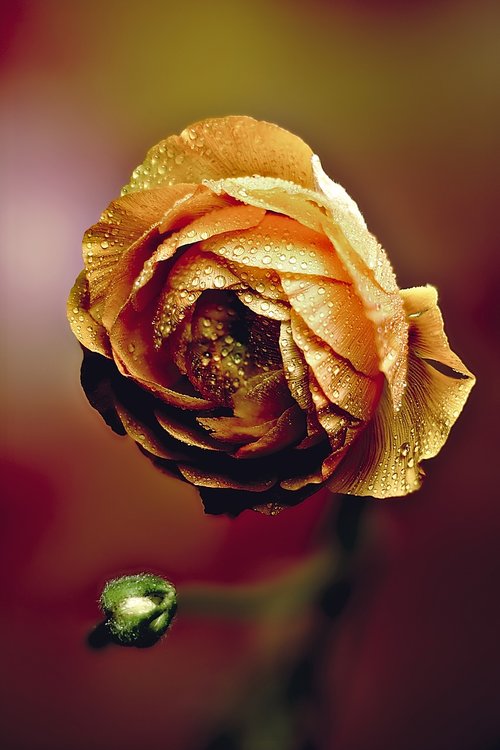 ranunculus  flower  dew