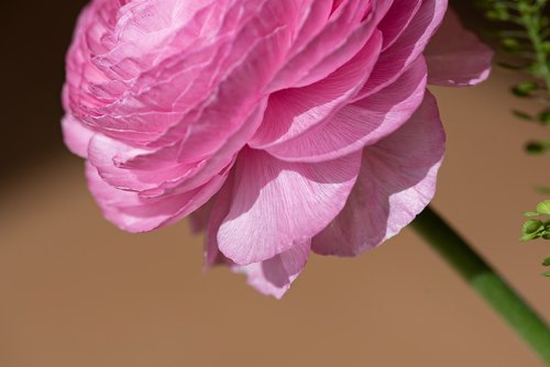 ranunculus  flower  pink