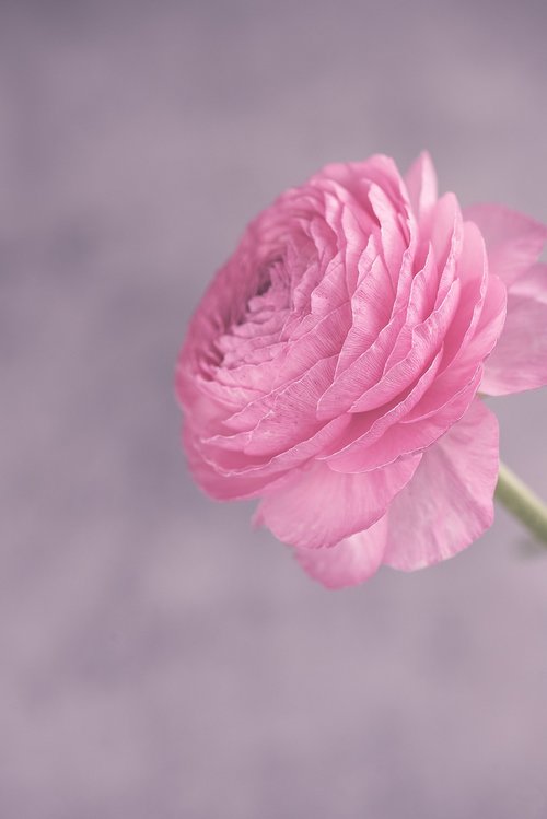 ranunculus  pink  flower
