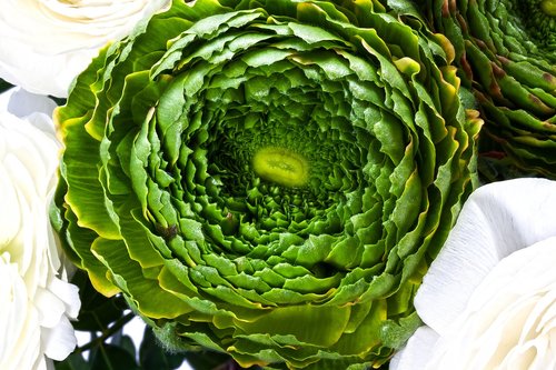 ranunculus  blossom  bloom