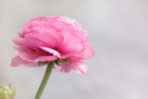 ranunculus  pink  pink ranunkel