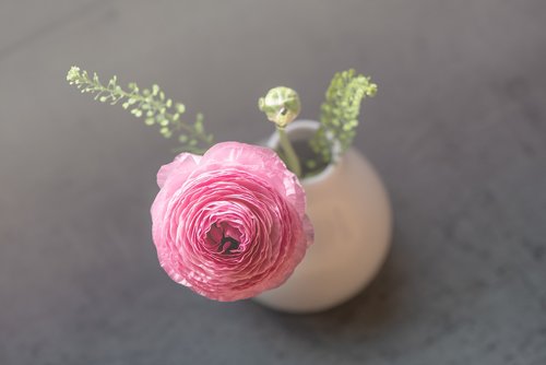 ranunculus  flower  pink