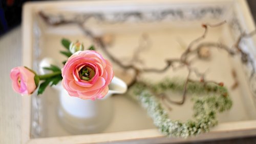 ranunculus  blossom  bloom