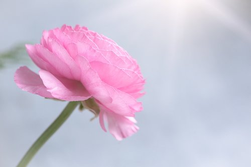 ranunculus  flower  blossom
