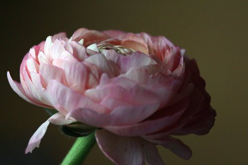 ranunculus  spring flower  flower