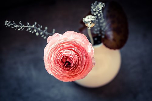 ranunculus  flower  blossom