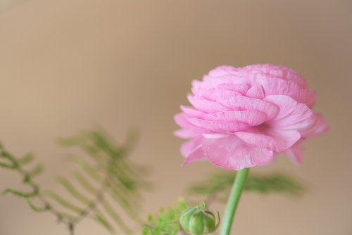 ranunculus  blossom  bloom