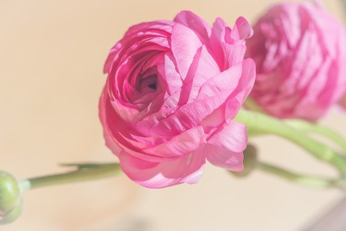ranunculus  pink  blossom