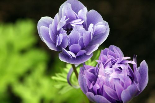 ranunculus flower purple