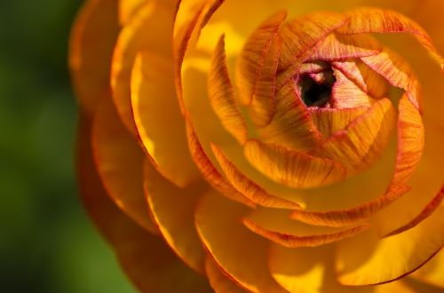 ranunculus flower blossom