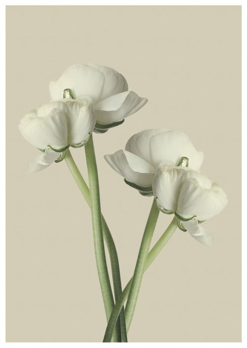 ranunculus white flower