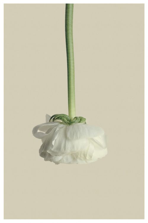 ranunculus white flower