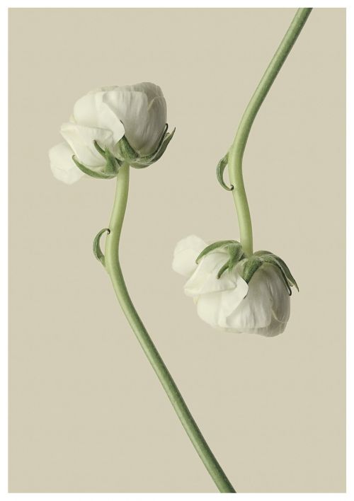 ranunculus white flower