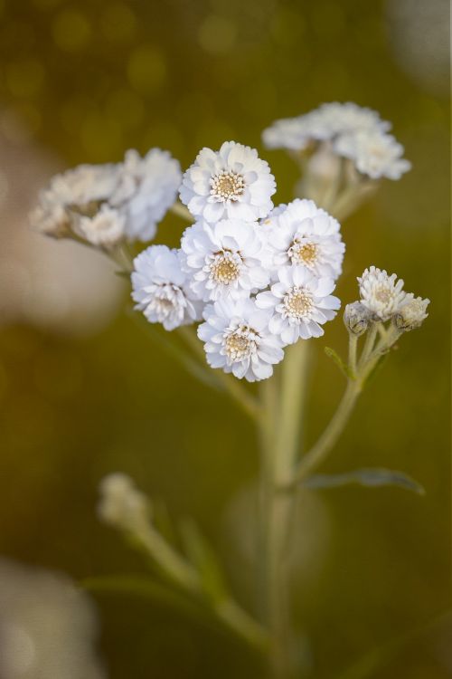 ranunculus aconitifolius eisenhut-crowfoot flower