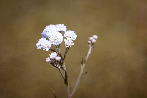ranunculus aconitifolius eisenhut-crowfoot flower