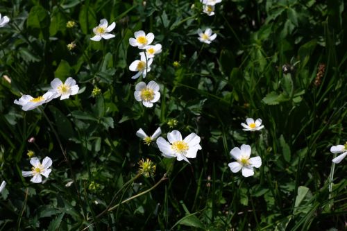 ranunculus aconitifolius flower blossom