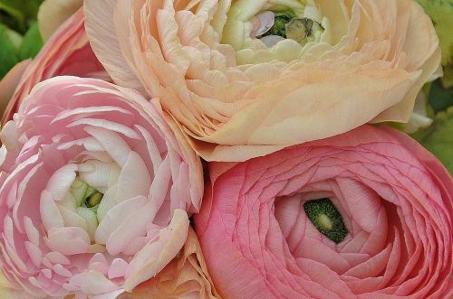 ranunculus asiaticus flower nature