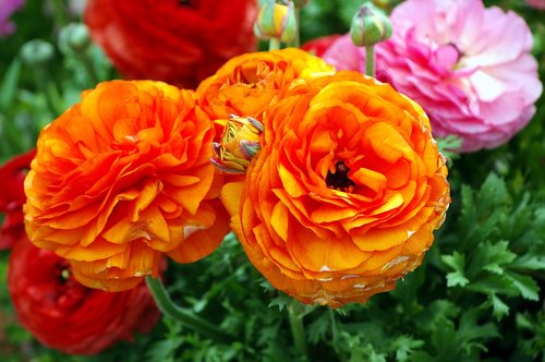 ranunculus blossoms  ranunculus  bloom