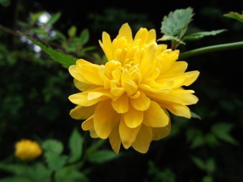 ranunculus bush flower rose family yellow