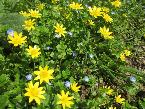 ranunculus ficaria lesser calendine wildflower