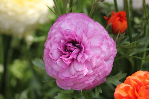 ranunculus flower ranunculus blossom