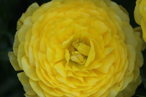 ranunculus flower yellow ranunculus flower
