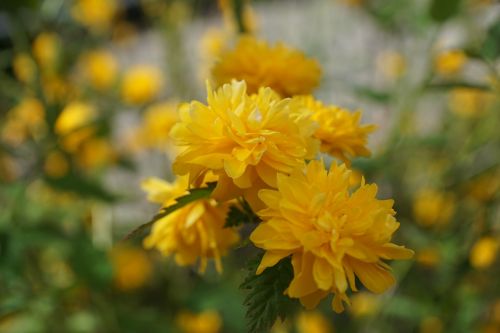 ranunkel shrub flourished yellow