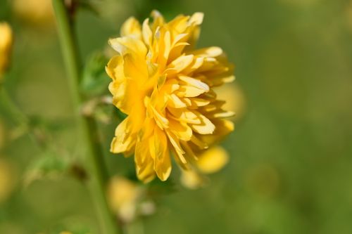 ranunkel shrub flowers yellow