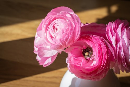 ranunkeln  pink  flowers