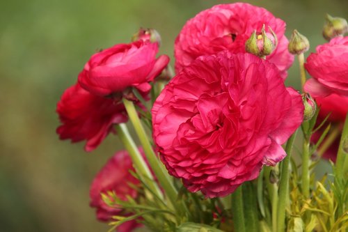 ranunkeln  flowers  pink