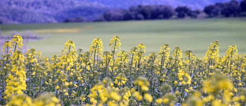 rape plantation field