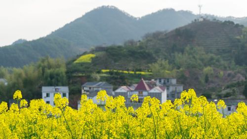 rape landscape field