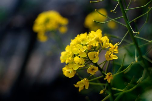 rape  yellow flowers  flowers