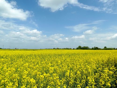 rape yellow flowers