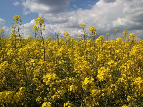 rape blossom field of rapeseeds yellow