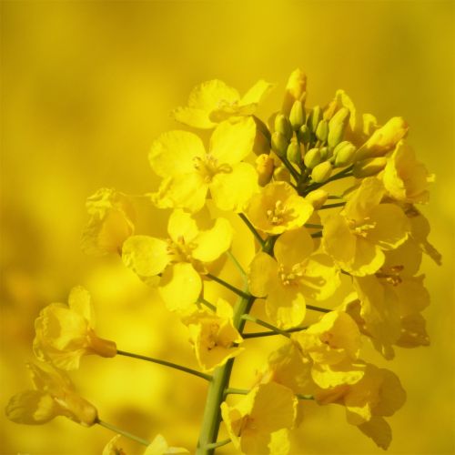 rape blossom oilseed rape yellow