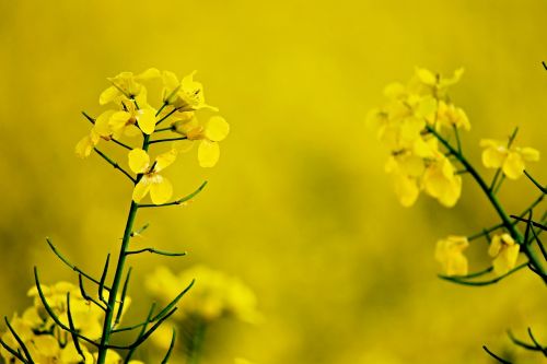 rape blossom yellow oilseed rape