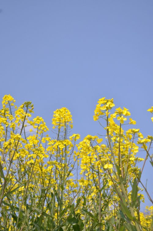 rape blossoms spring flowers