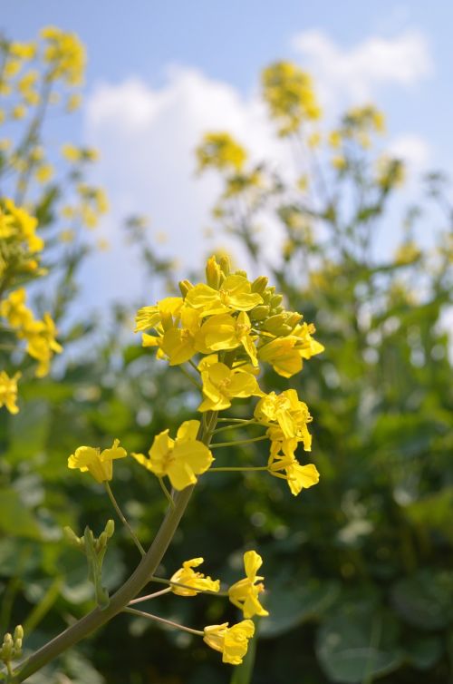 rape blossoms japan flowers