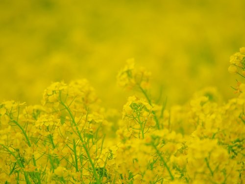 rape blossoms  yellow  flower garden