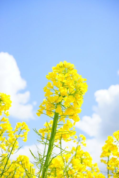 rape blossoms inflorescence oilseed rape