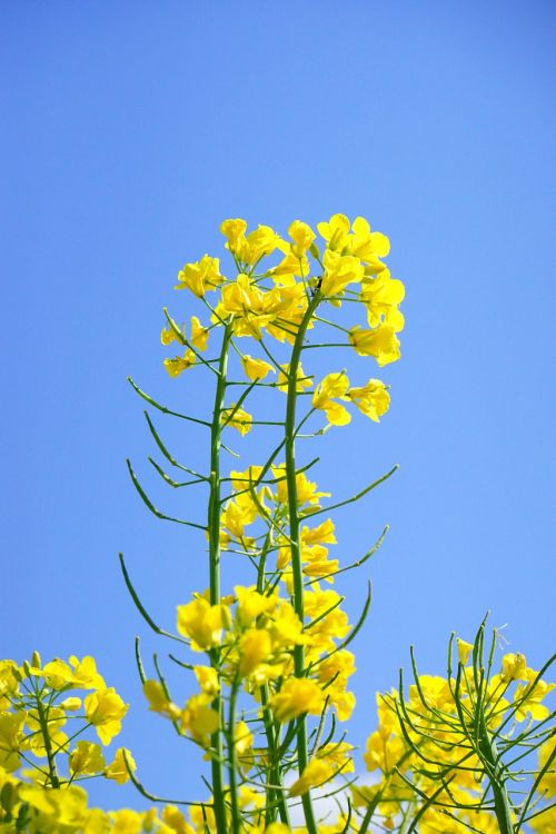 rape blossoms inflorescence oilseed rape