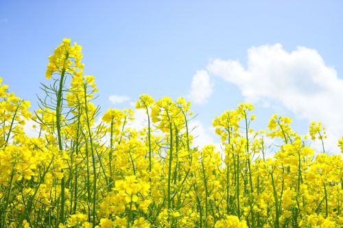 rape blossoms inflorescence oilseed rape