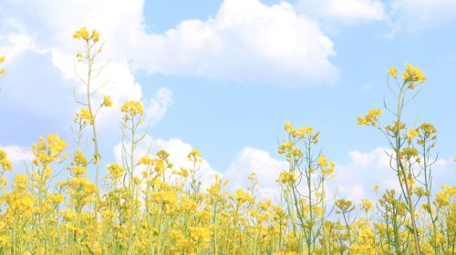 rape flowers flowers yellow flower