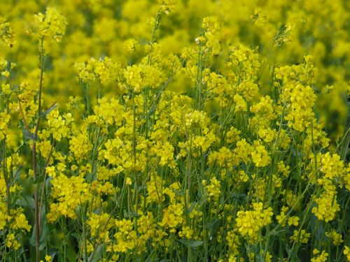 rape flowers flowers spring