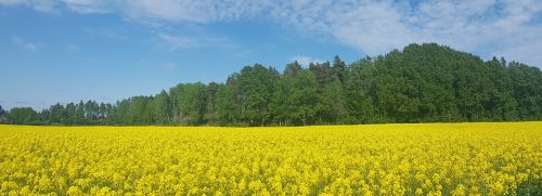 rape seed field sweden