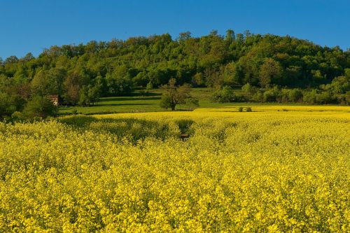 rape seed landscape canola