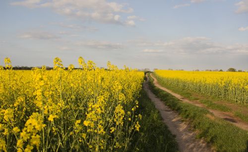 rapeseed yellow plant