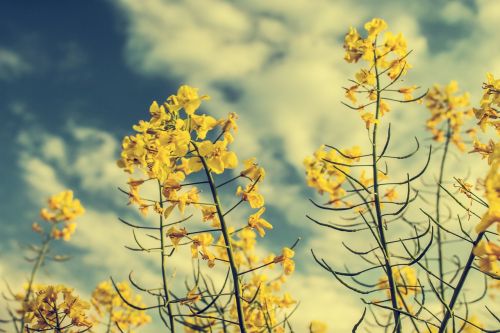 rapeseed yellow sky