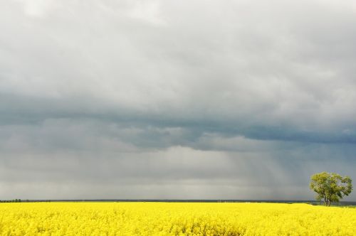 rapeseed field landscape